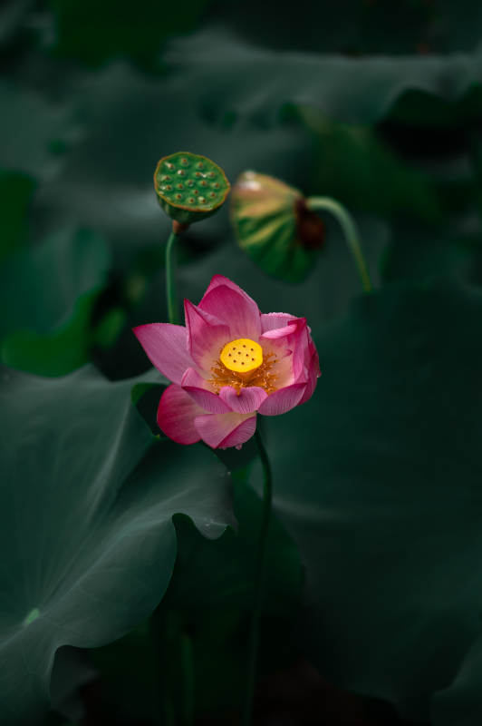 莲花绽放 静谧之美