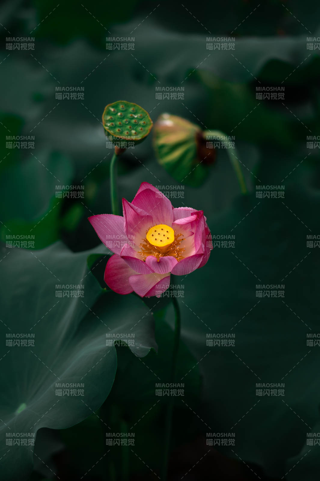 蓮花綻放 靜謐之美