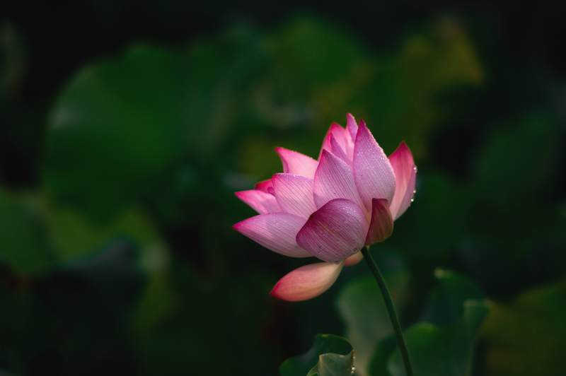 静谧池塘中的莲花绽放