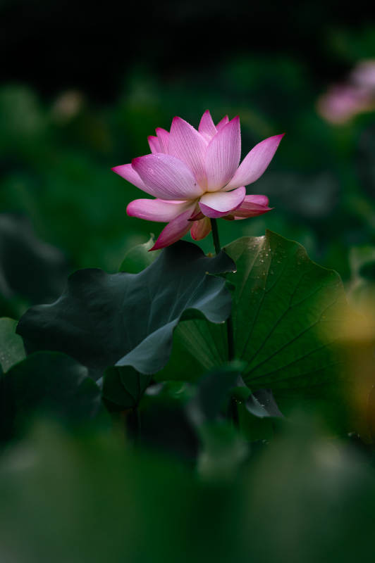 粉莲静谧 绿叶相伴