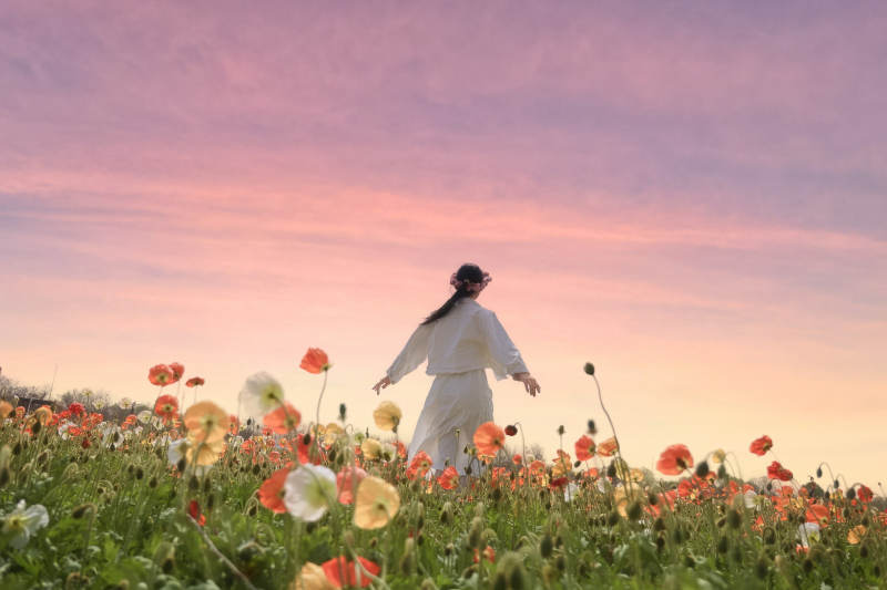 花海夕阳 少女漫步