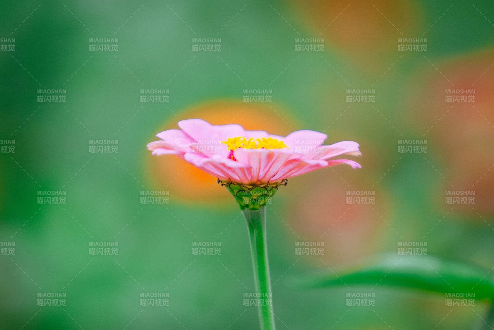 粉色小花在綠葉間綻放