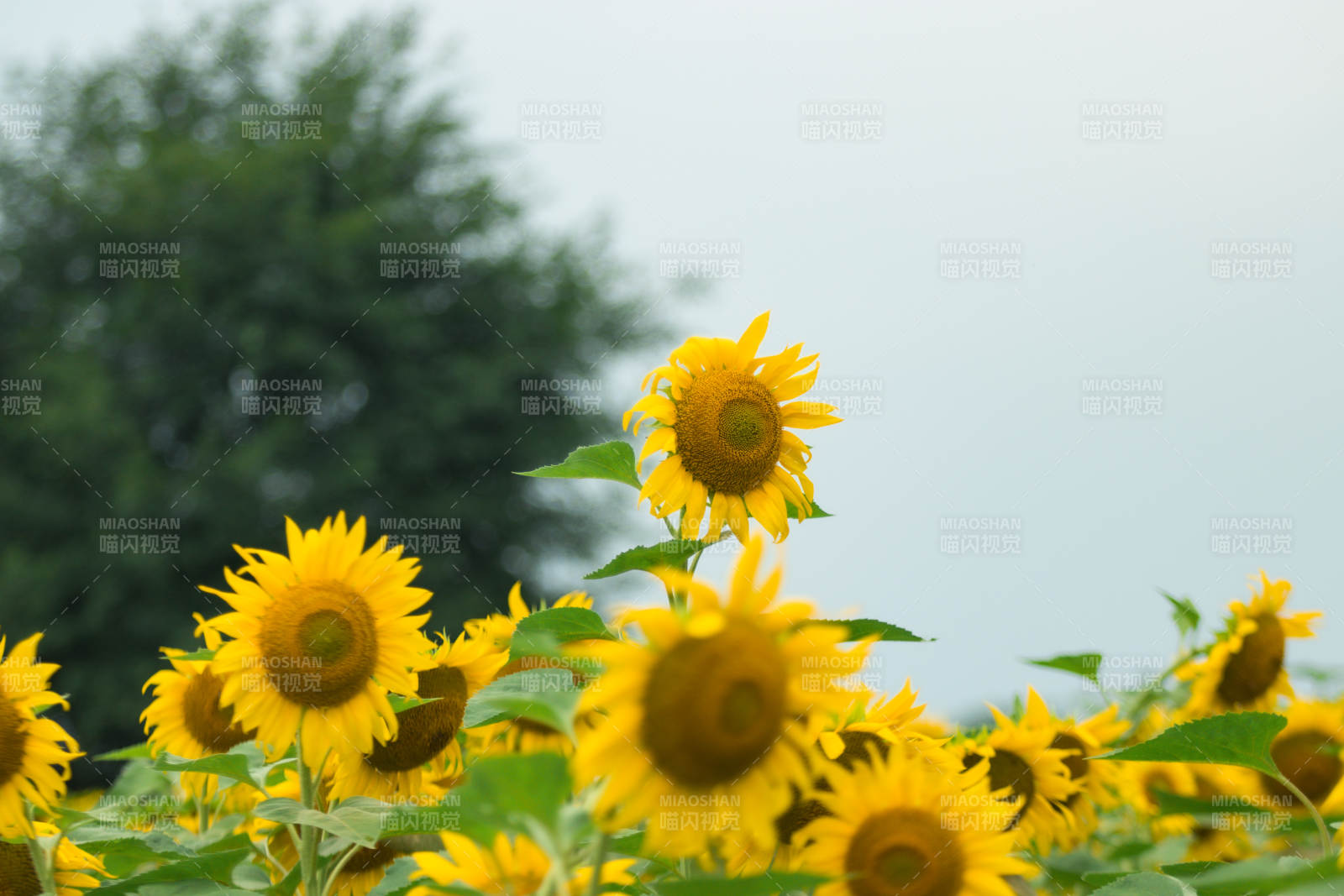 向日葵盛開的夏日風景