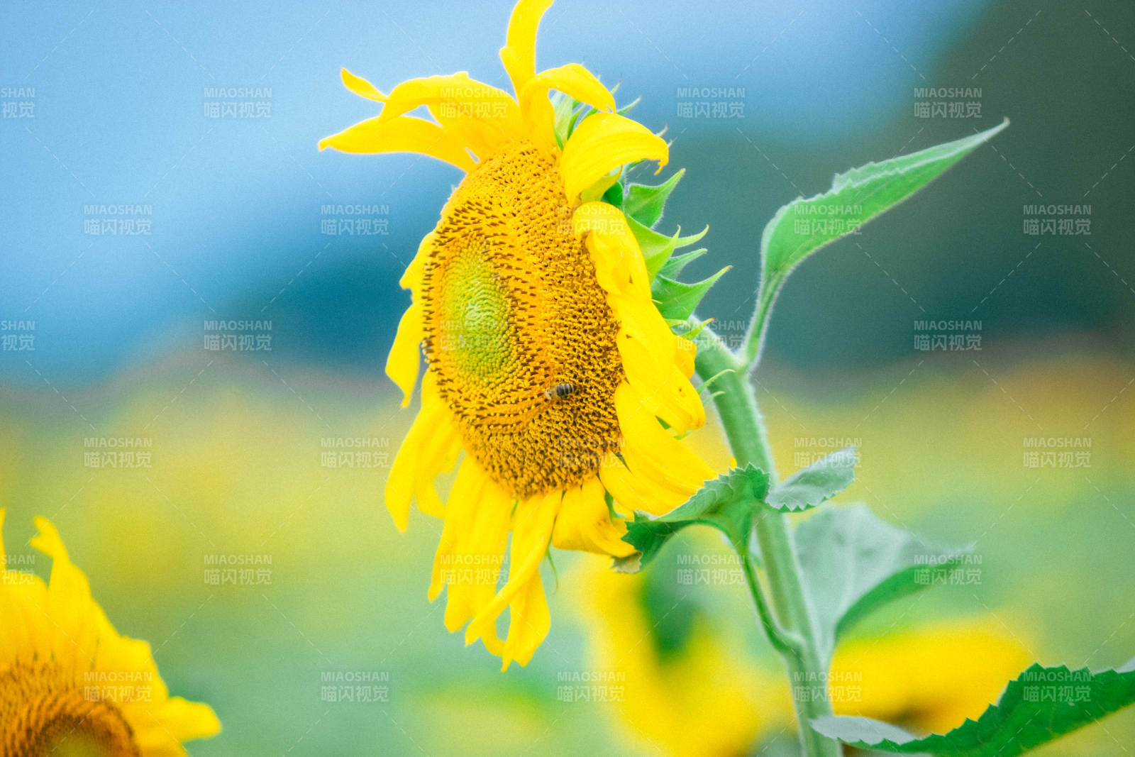 向日葵上的小蜜蜂