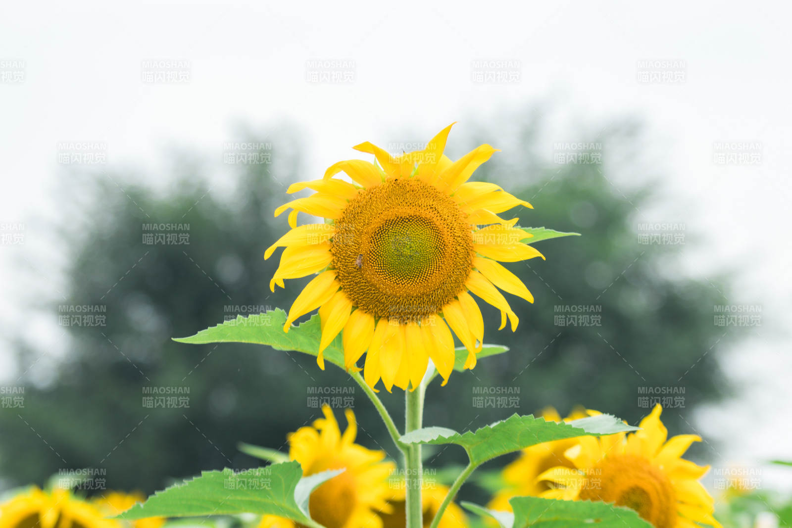 向日葵在陽光下綻放