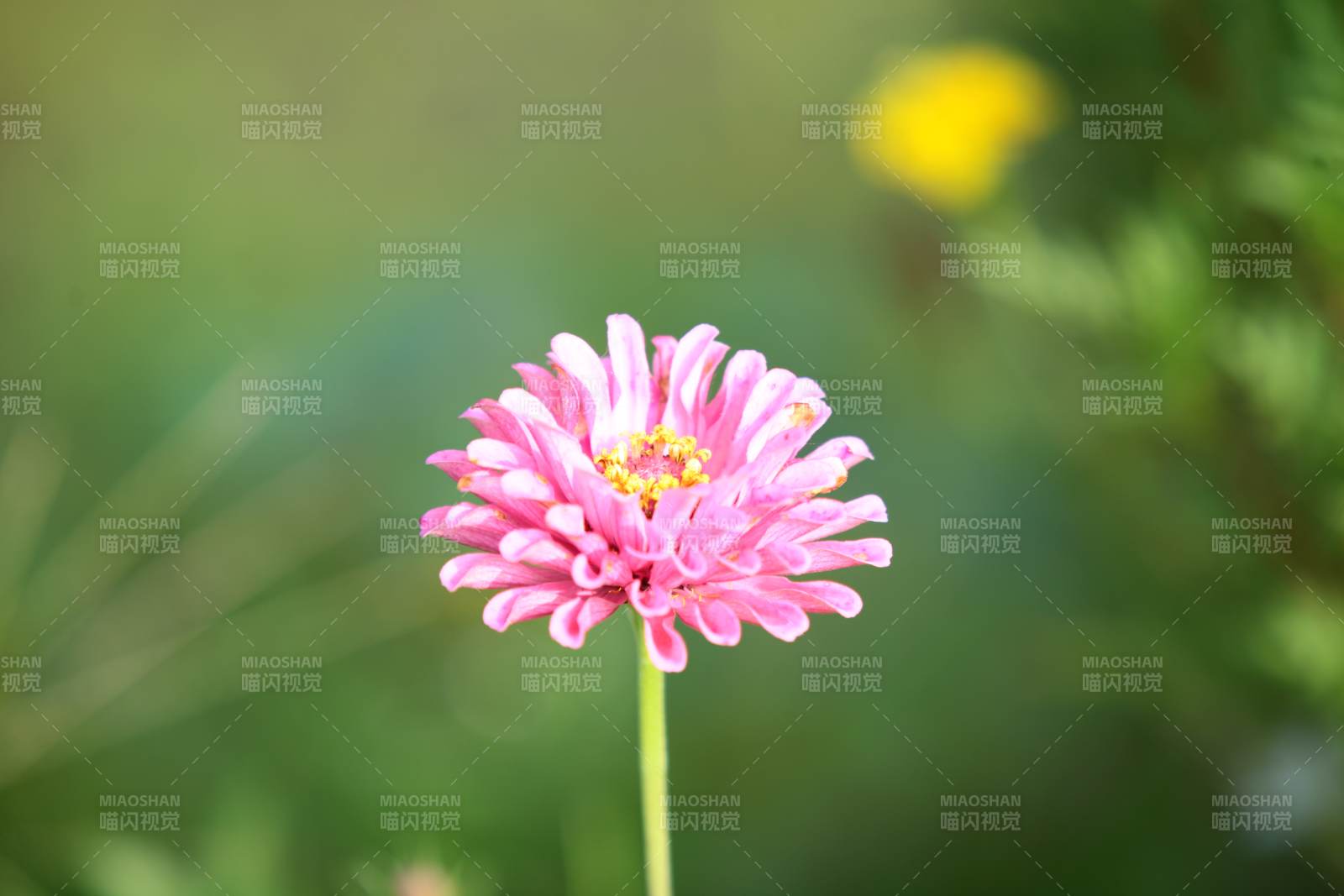 粉色小花在風(fēng)中綻放