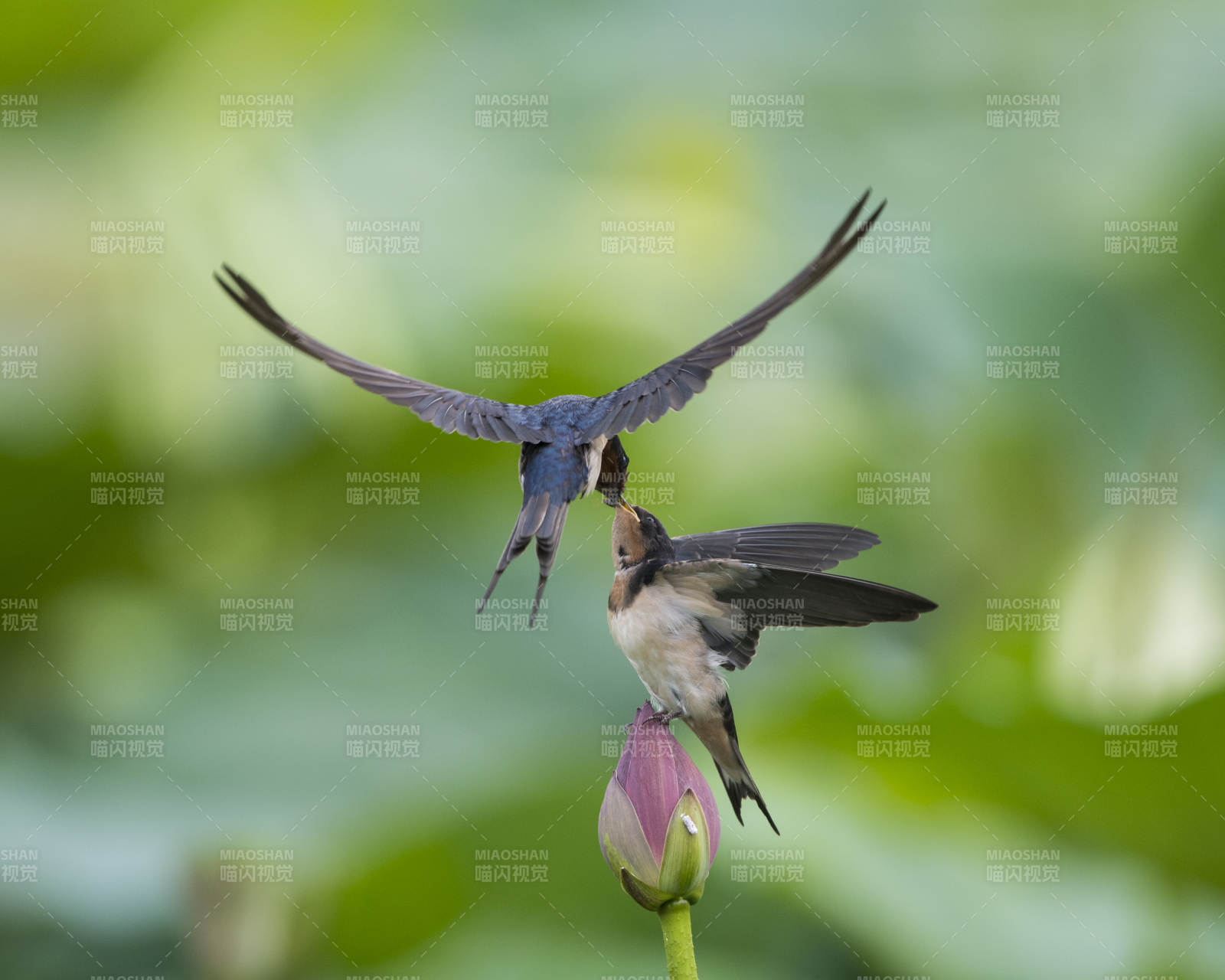 燕子喂食 荷尖相依
