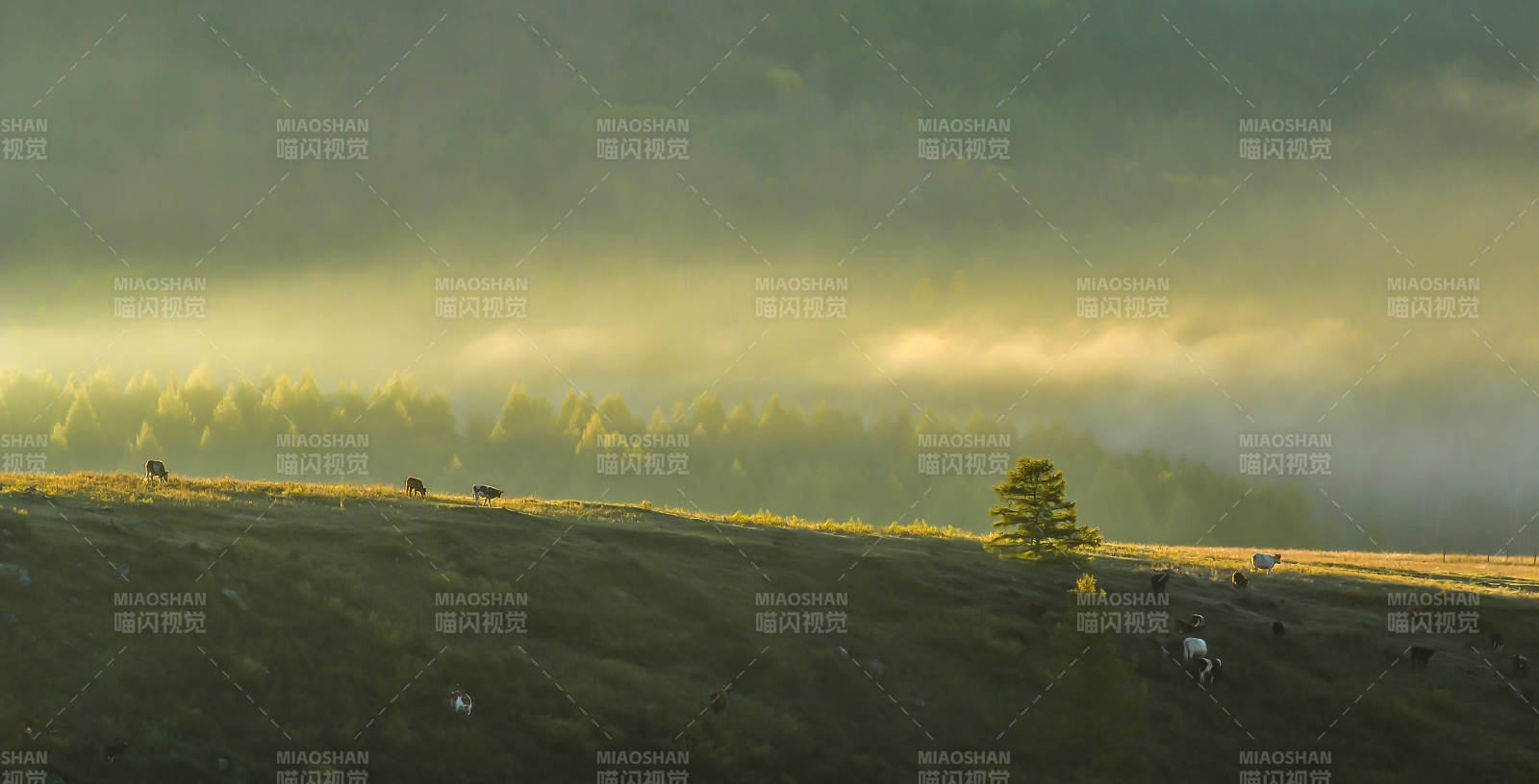 晨霧山間牛羊悠閑