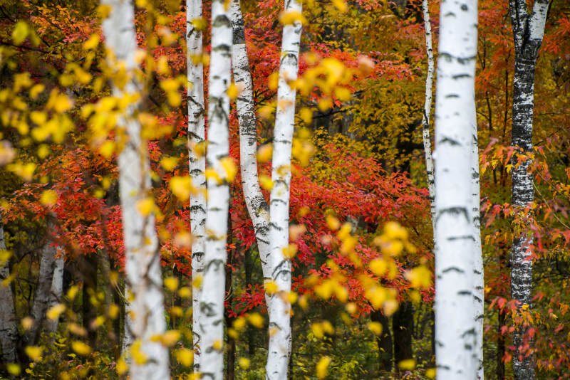 秋日白桦林的色彩盛宴