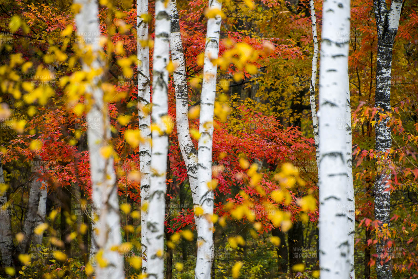 秋日白桦林的色彩盛宴