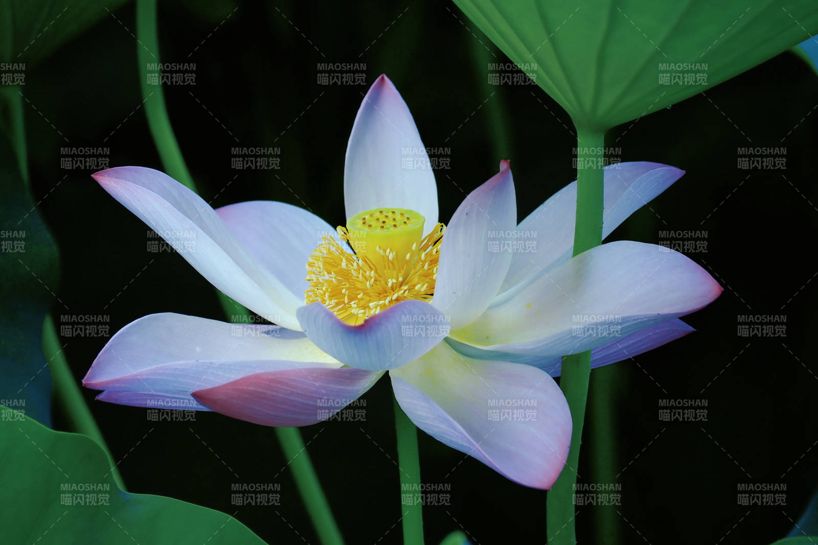 蓮花綻放 靜謐之美
