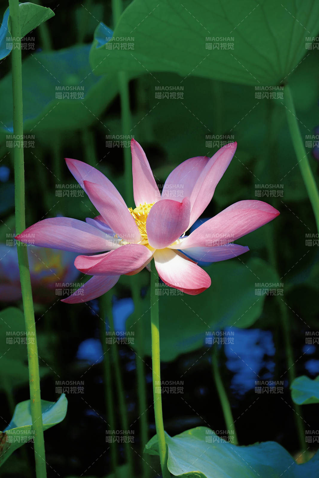 池塘中的蓮花盛開