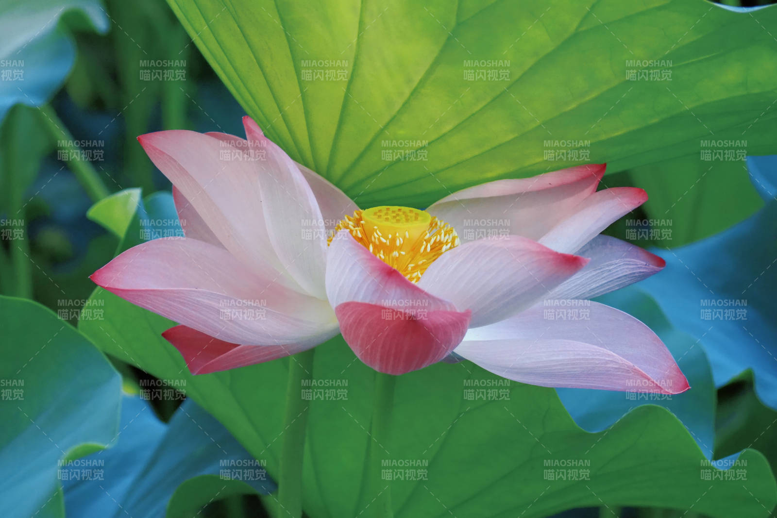 蓮花綻放 清新雅致