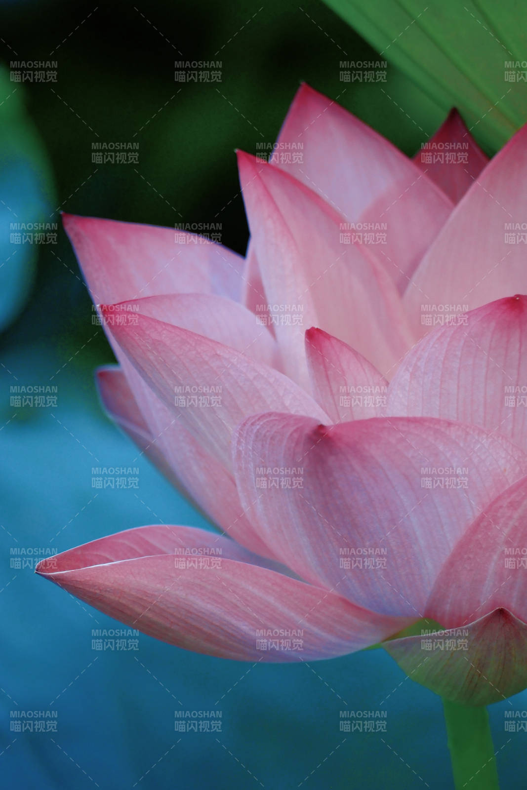 粉色蓮花綻放之美