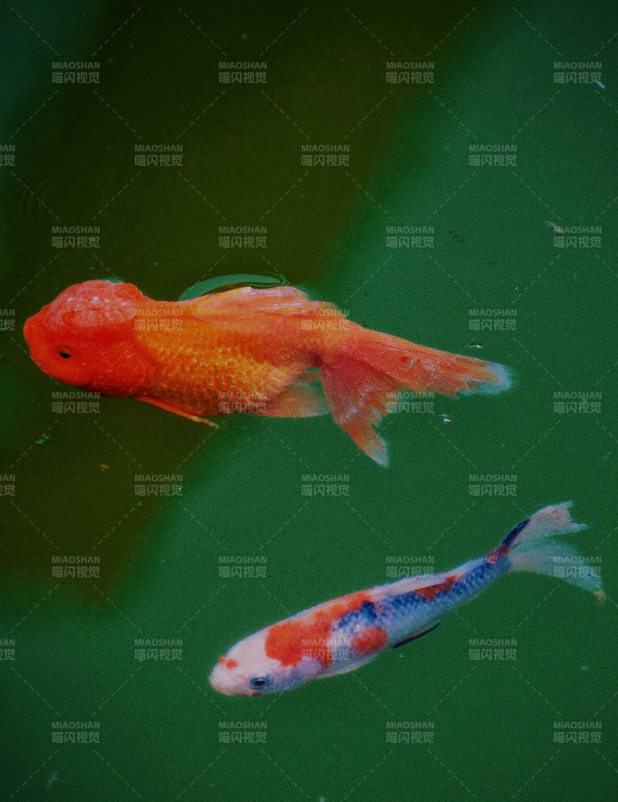 池中雙魚 一橙一彩