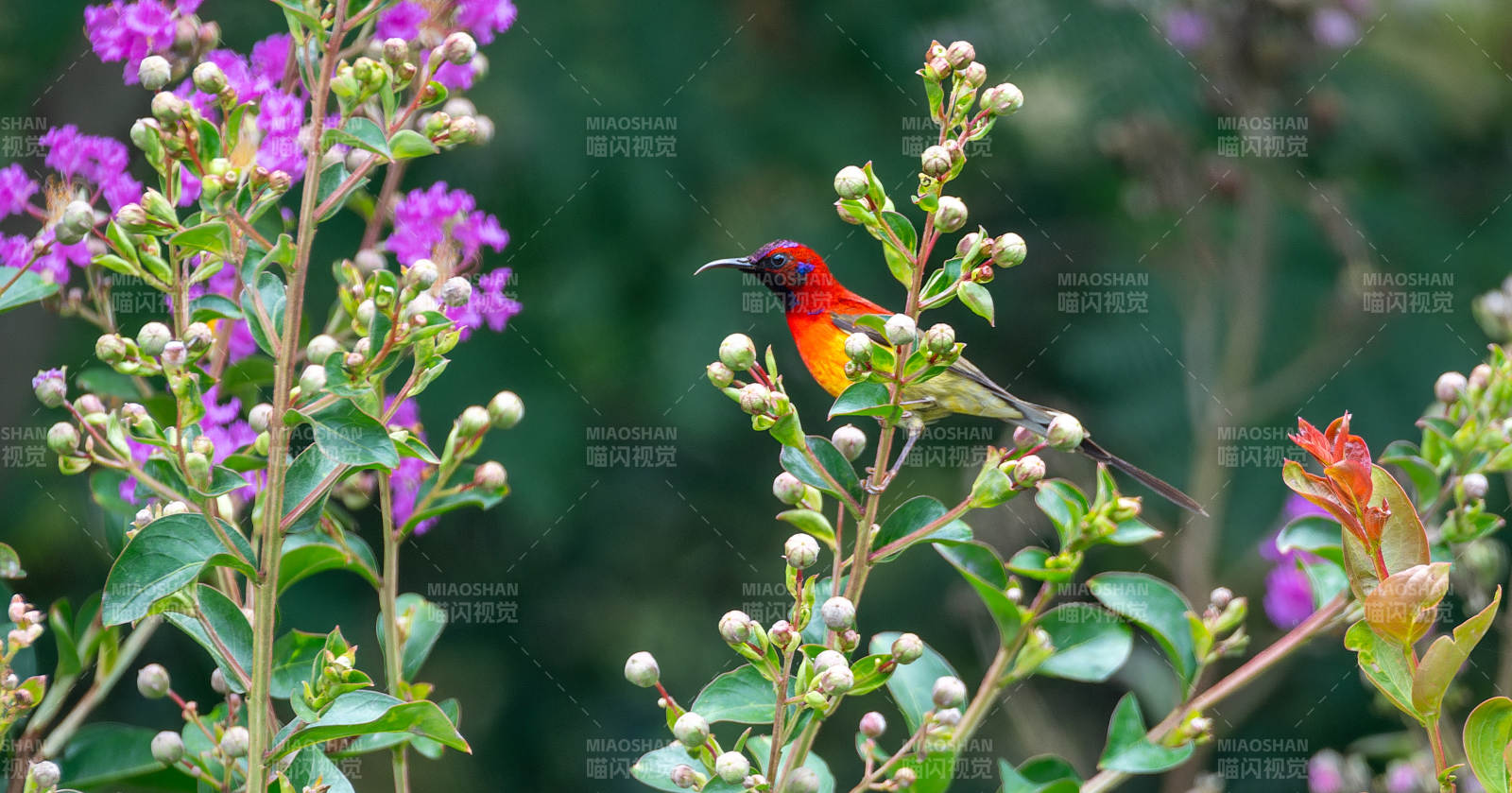 花叢中的藍喉太陽鳥