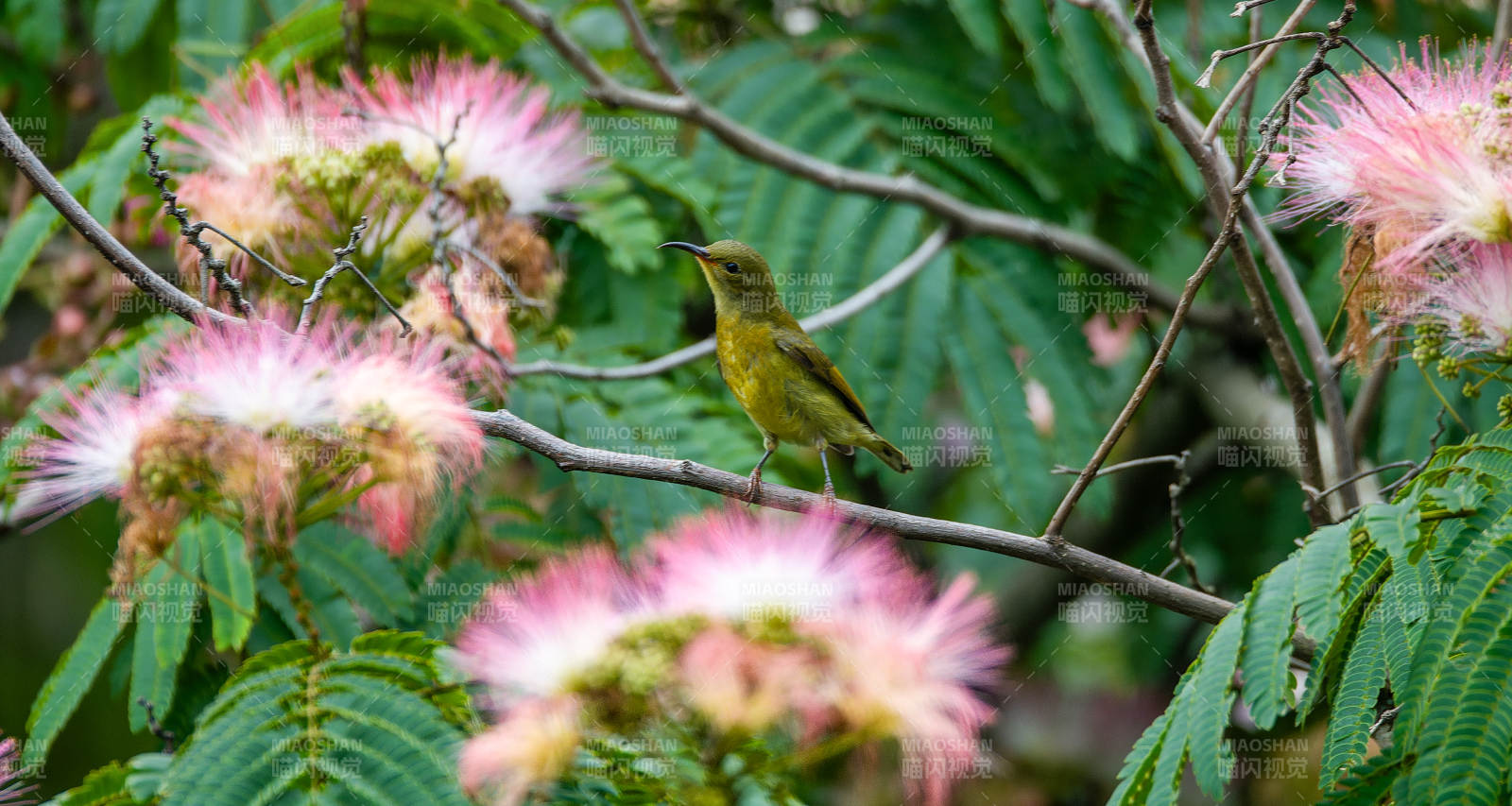 花間藍喉太陽鳥