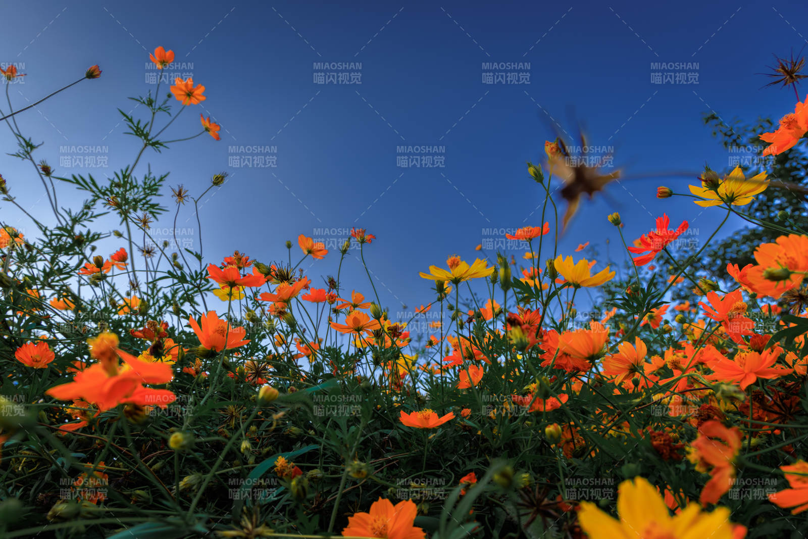 秋日花海 蜜蜂飛舞