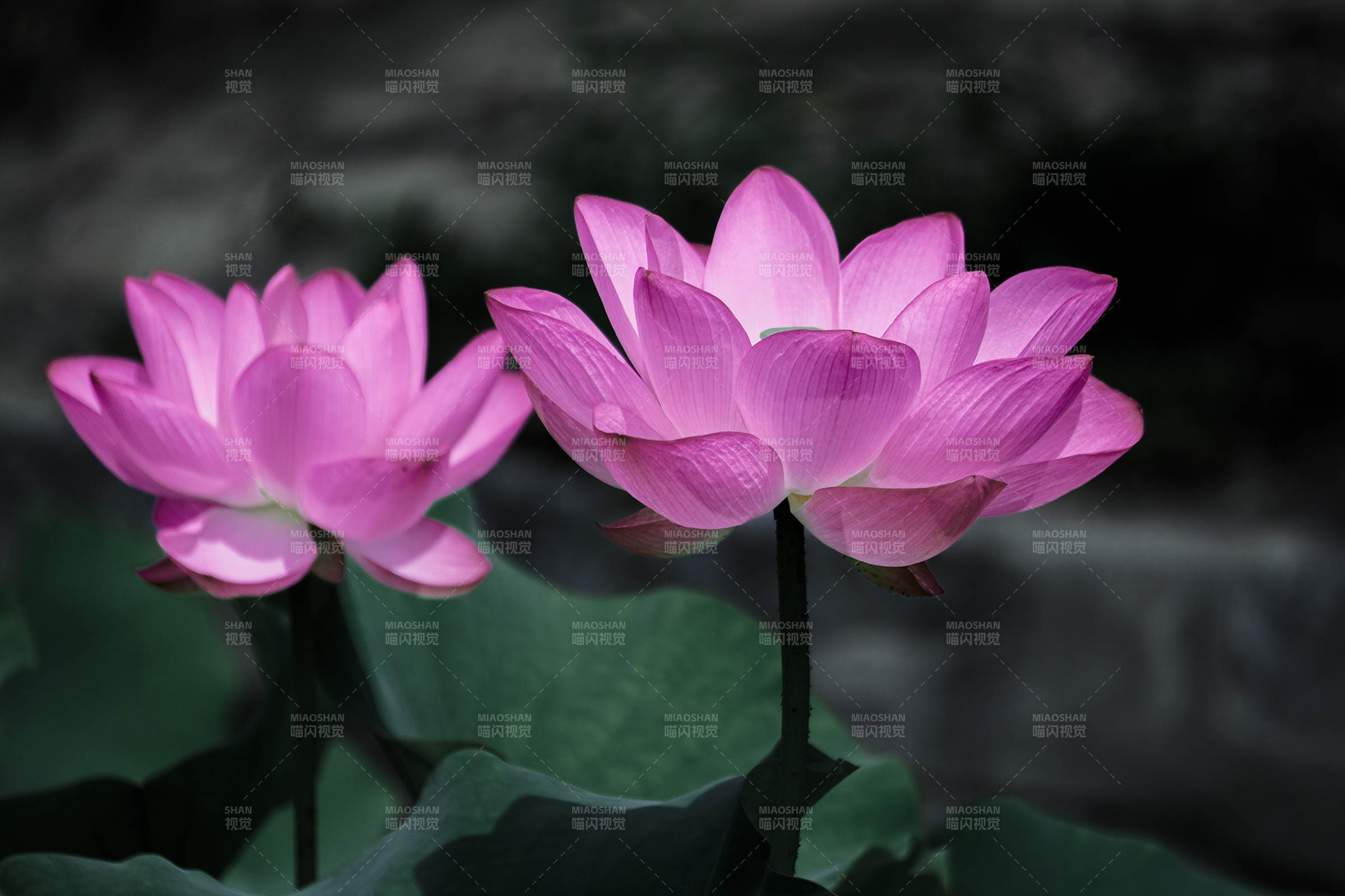 粉色蓮花靜謐綻放