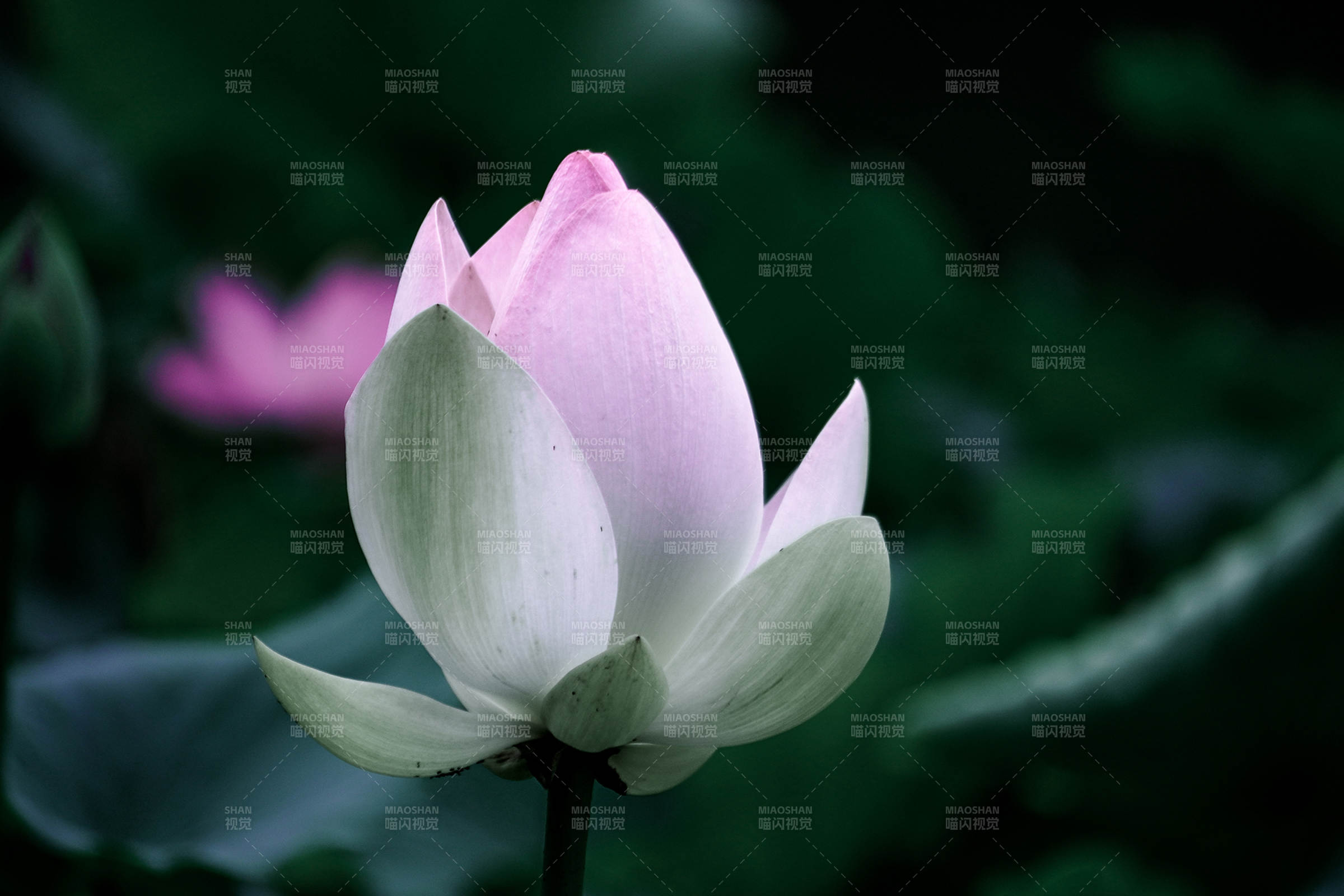 靜謐蓮花 淡雅綻放