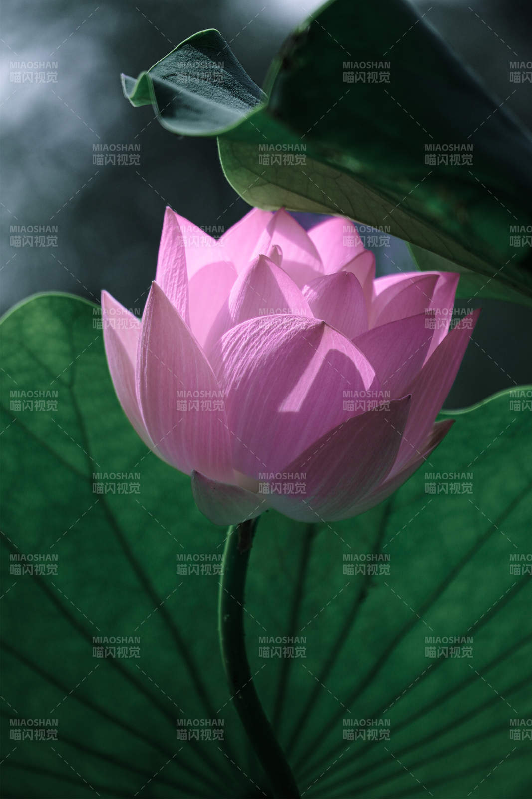 粉蓮靜綻綠葉間