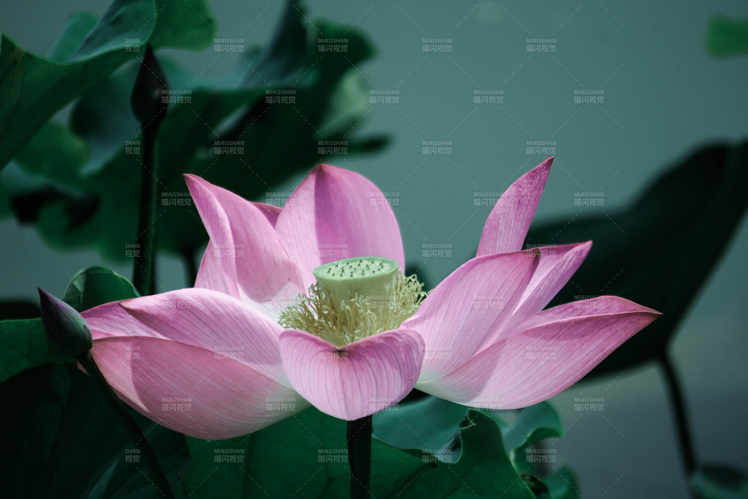 粉色蓮花靜謐綻放