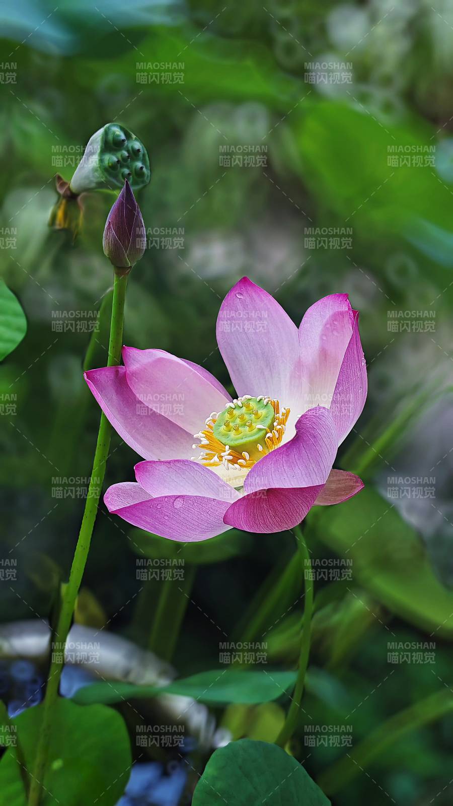 蓮花綻放 清新雅致