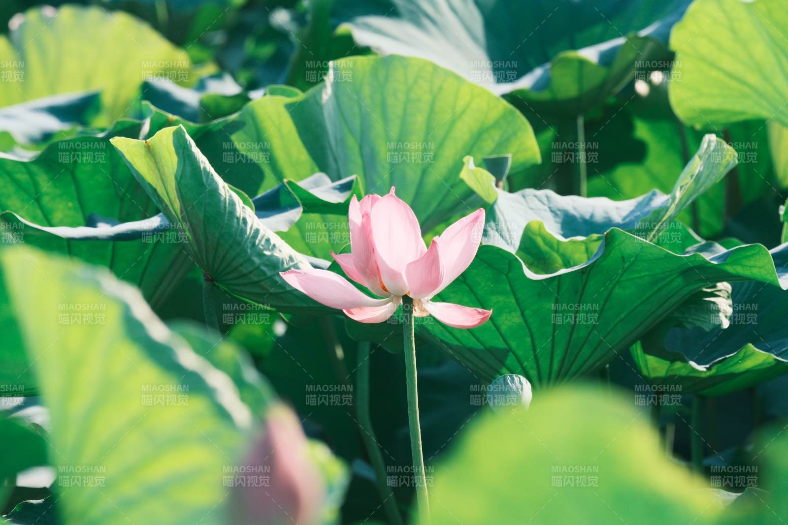 池塘中的蓮花盛開