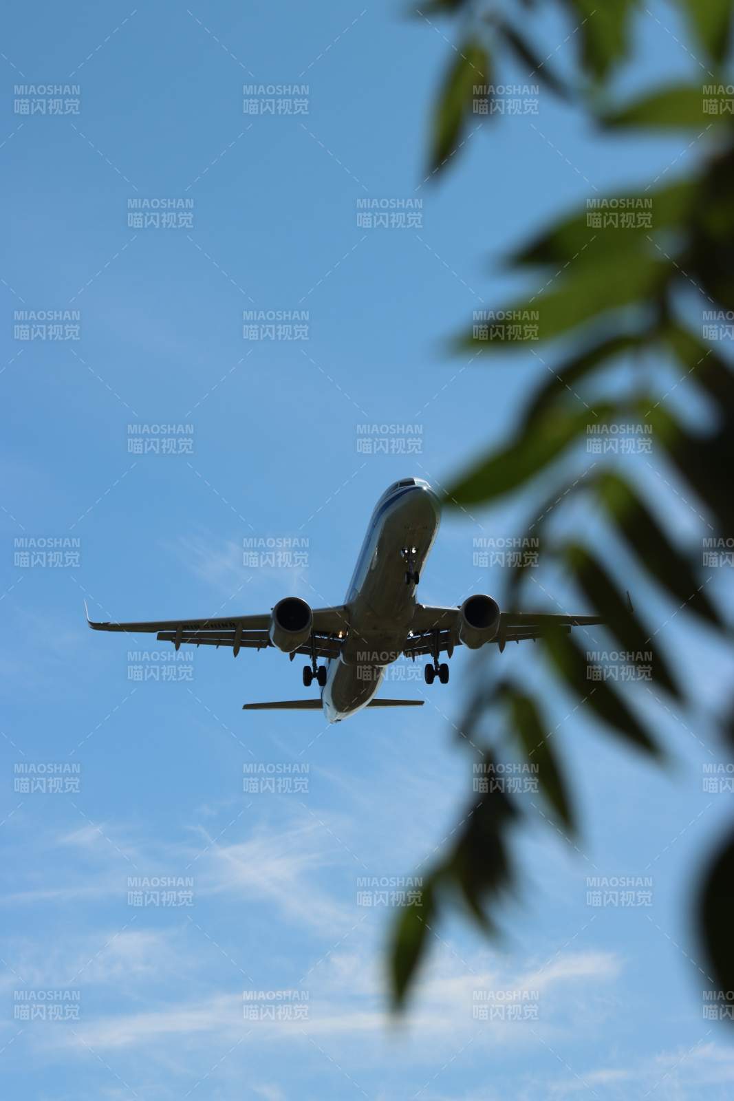 飛機飛過樹梢藍天背景