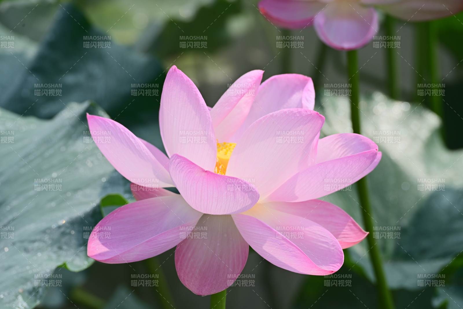 粉色蓮花綻放水中