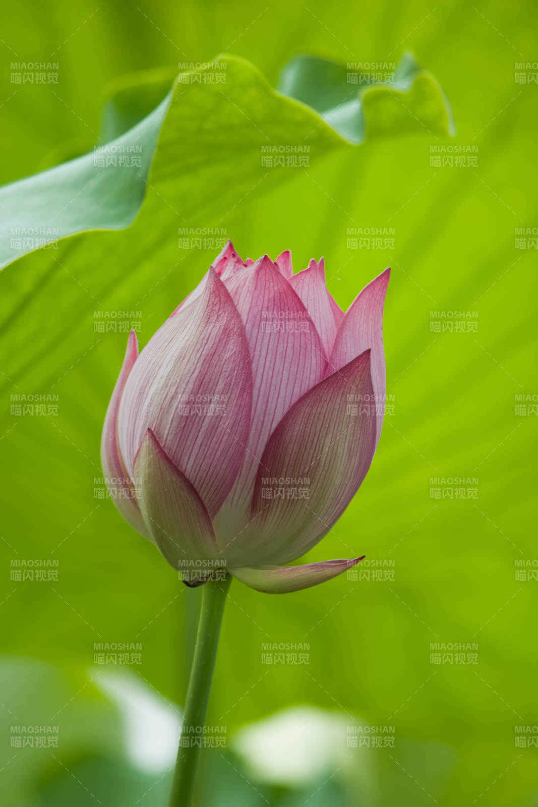 含苞待放的蓮花