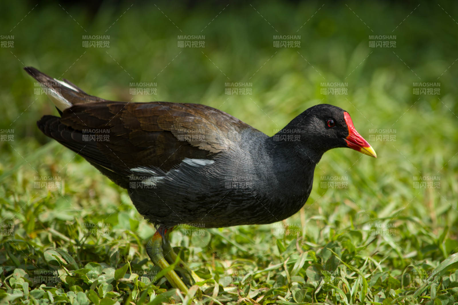 綠草叢中的黑水雞