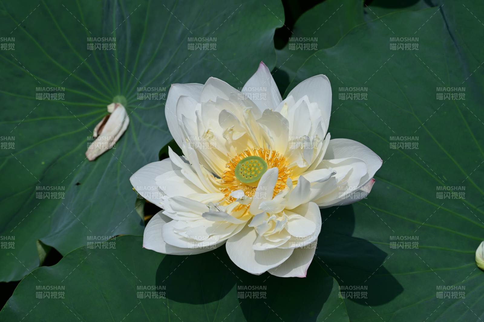 潔白蓮花綻放綠葉間