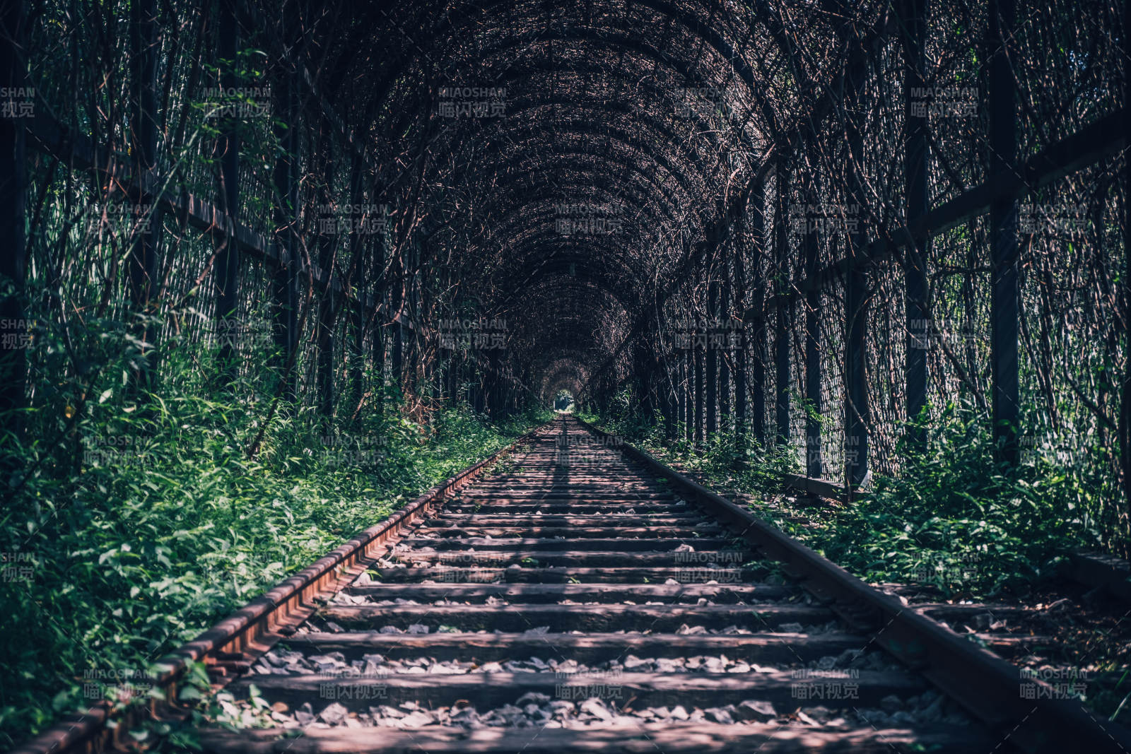 森林中的鐵軌隧道