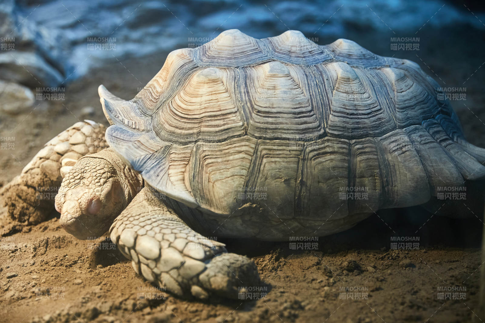 沙漠中的蘇卡達陸龜