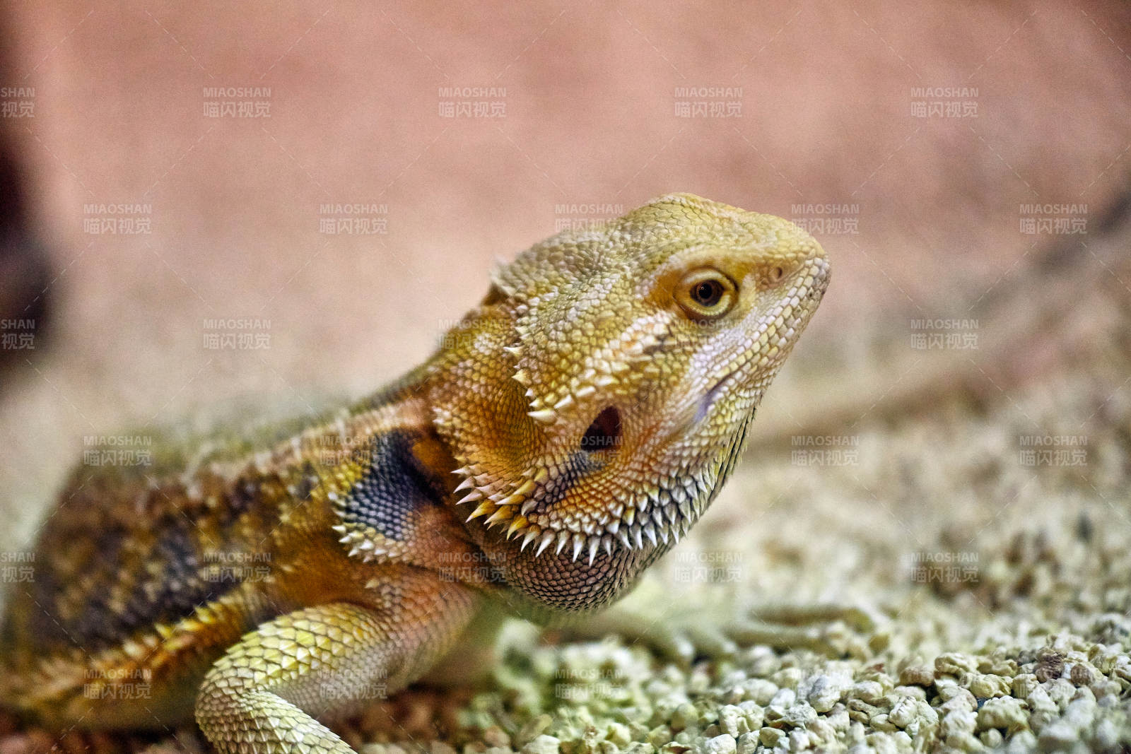 鬃獅蜥的特寫鏡頭
