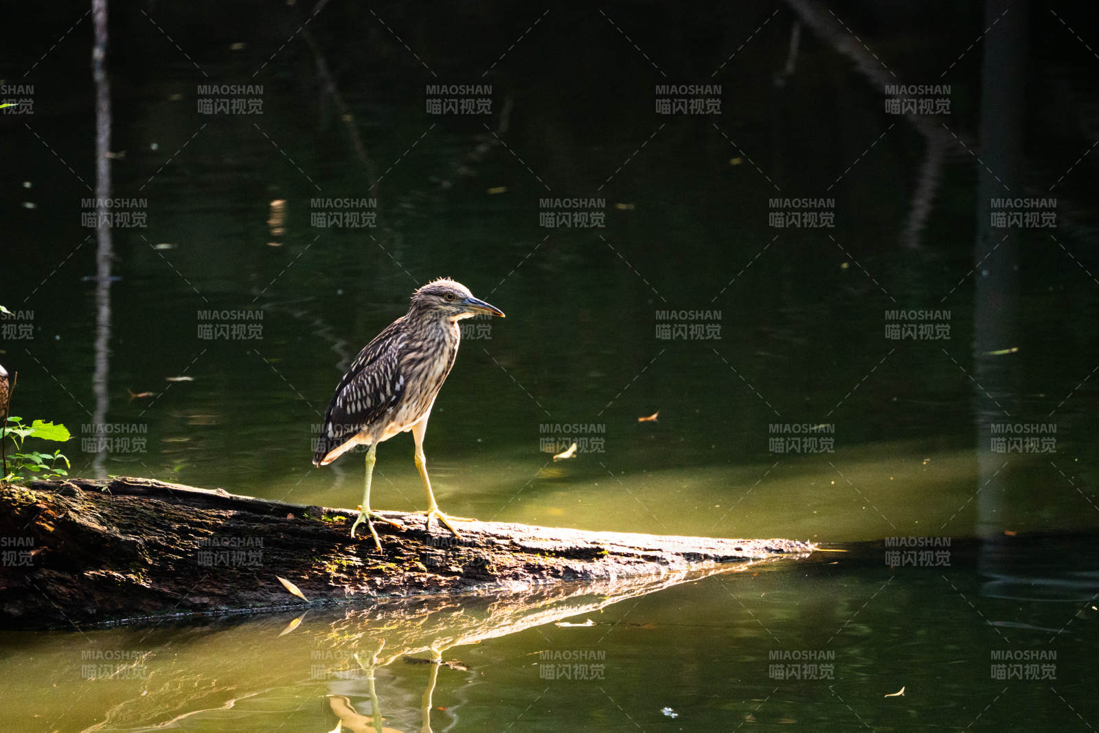 池塘边的夜鹭幼鸟
