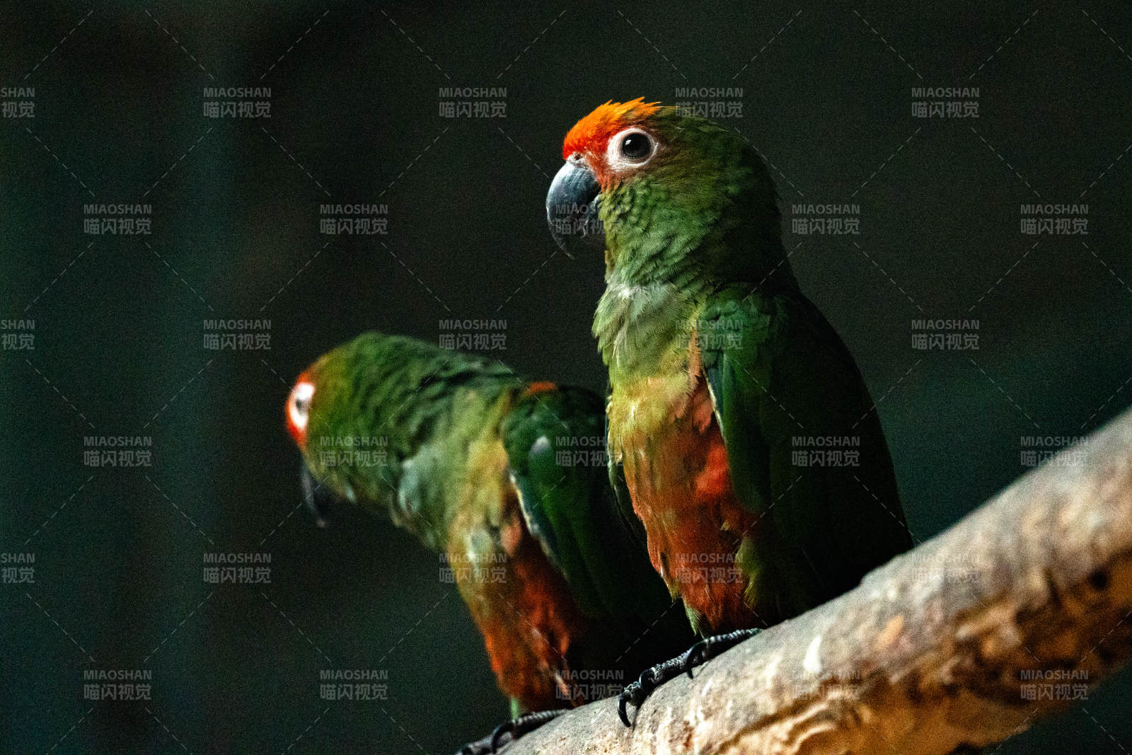 两只鹦鹉栖息在树枝上