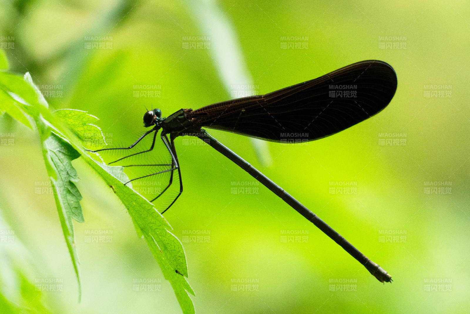 黑蜻蜓棲息綠葉上