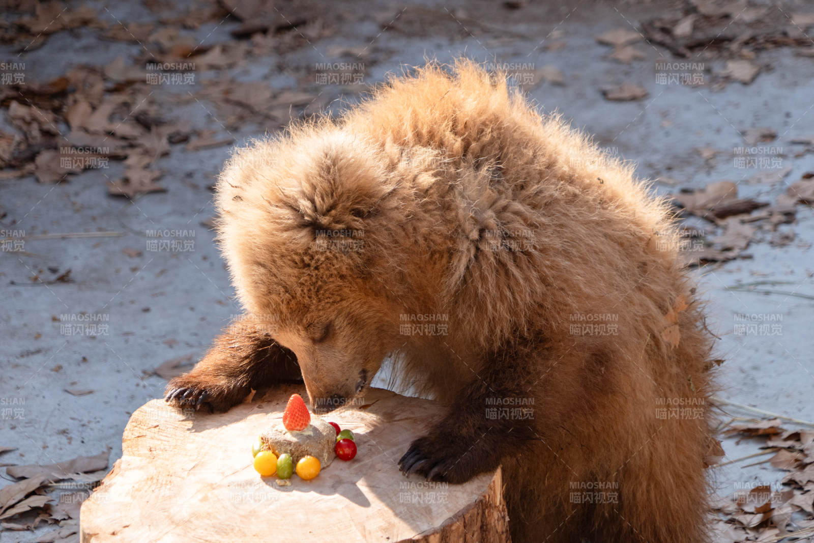 小熊品嘗美味冰塊