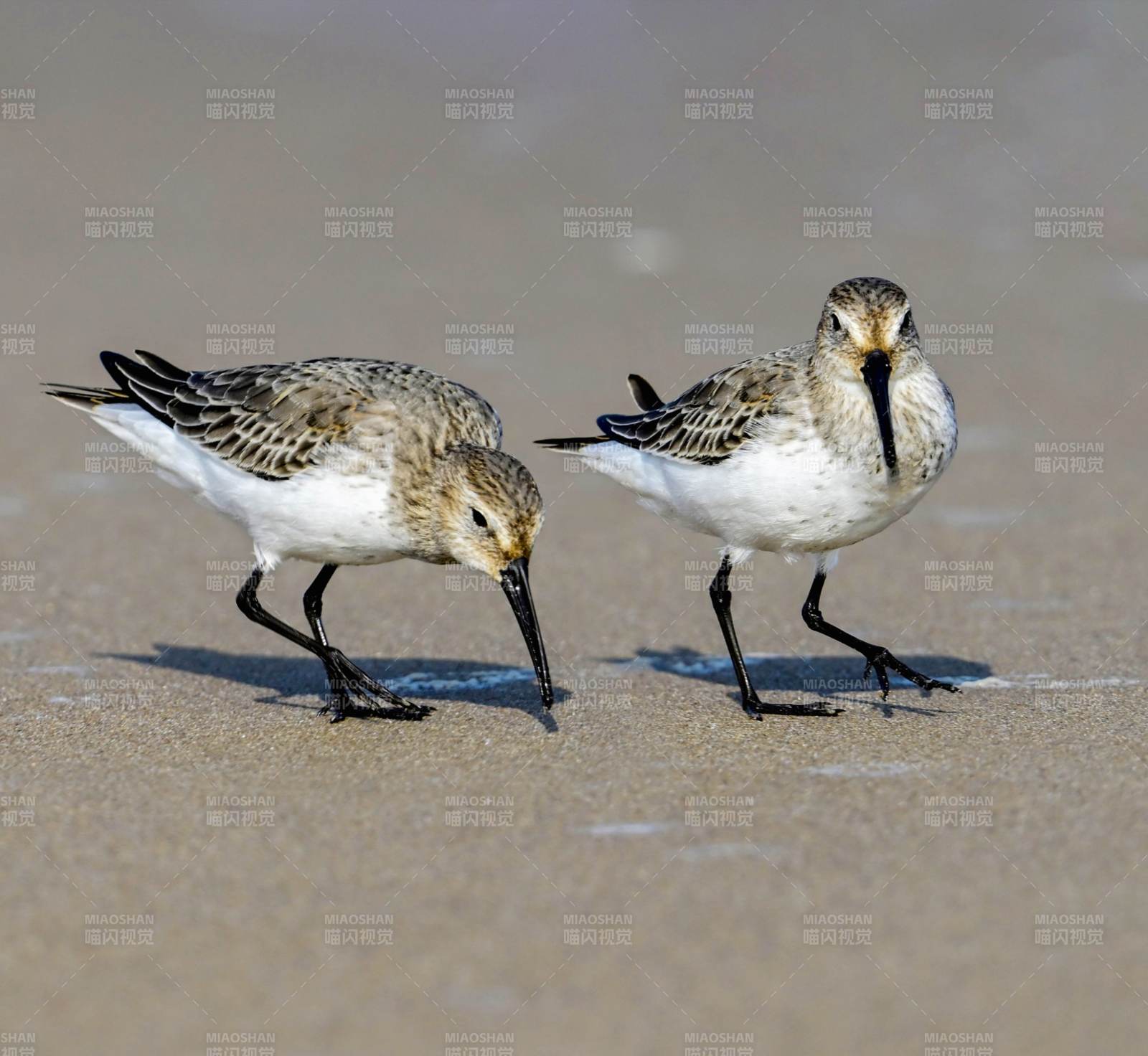 沙灘上的兩只濱鷸鳥