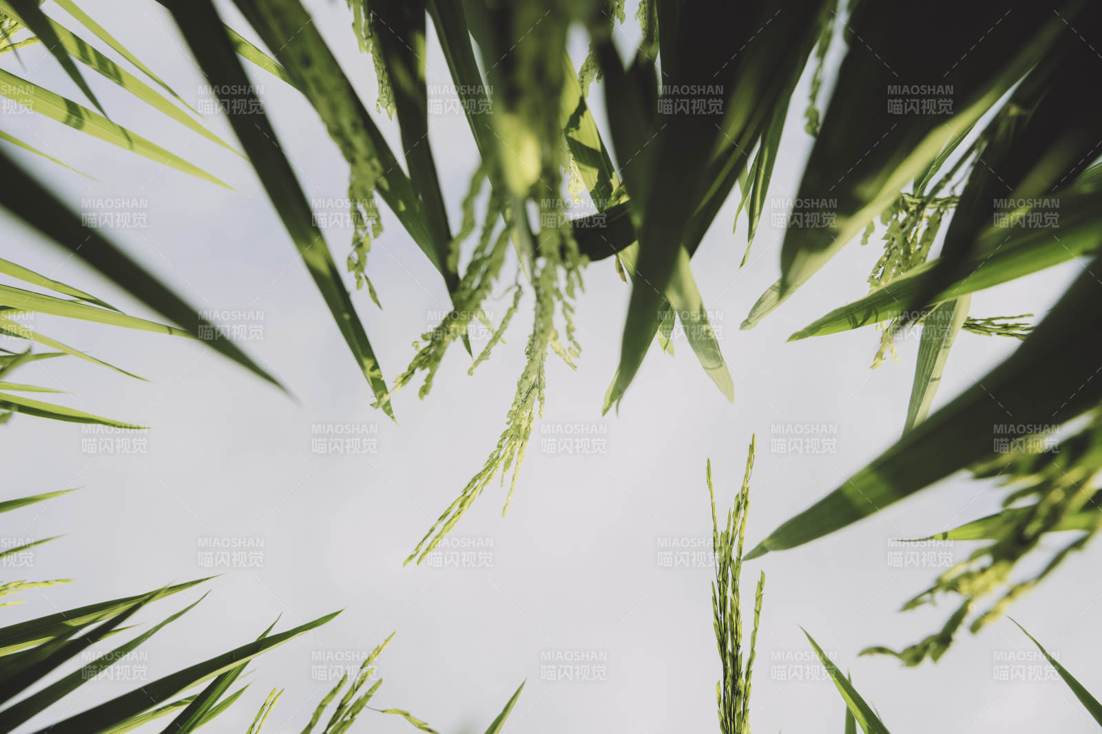 稻田綠葉映藍天