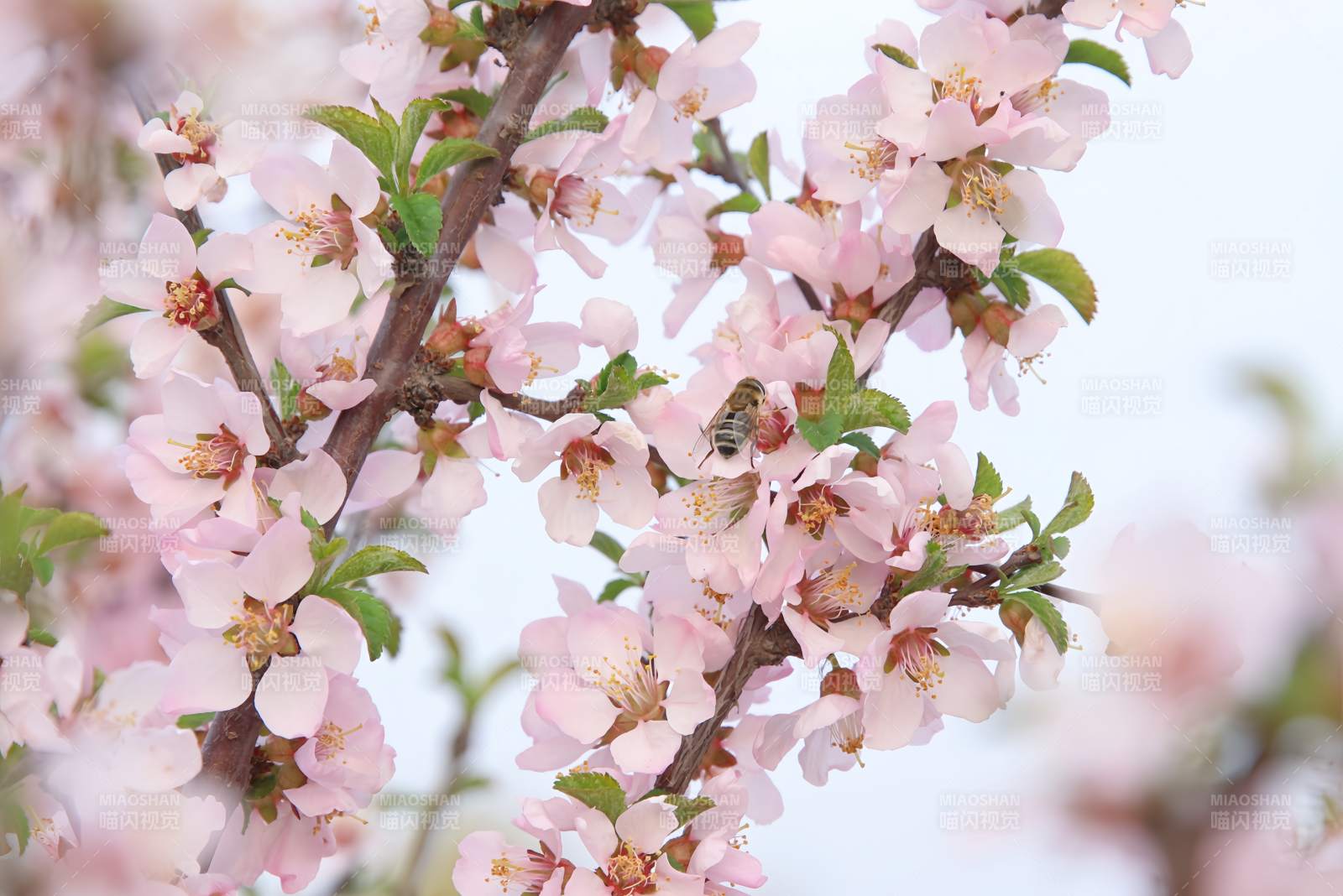 春日花開 蜜蜂采蜜