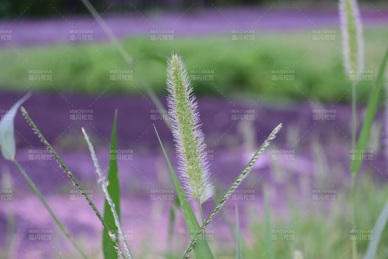 夏日草叢中的紫色光影