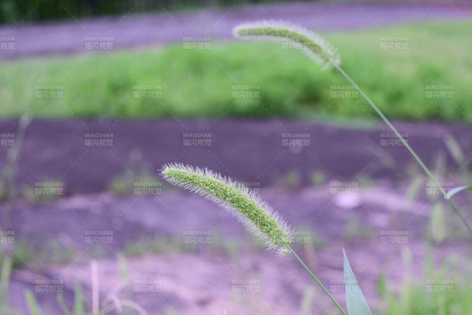 風中的狗尾草