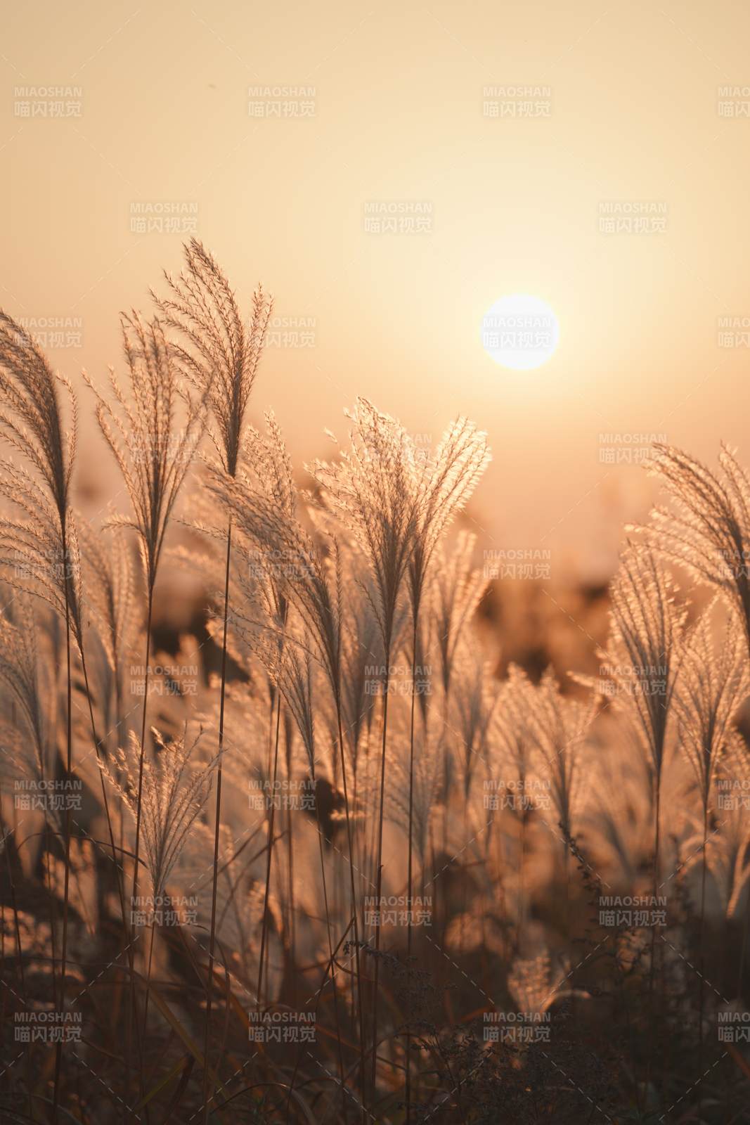 夕陽下的蘆葦叢