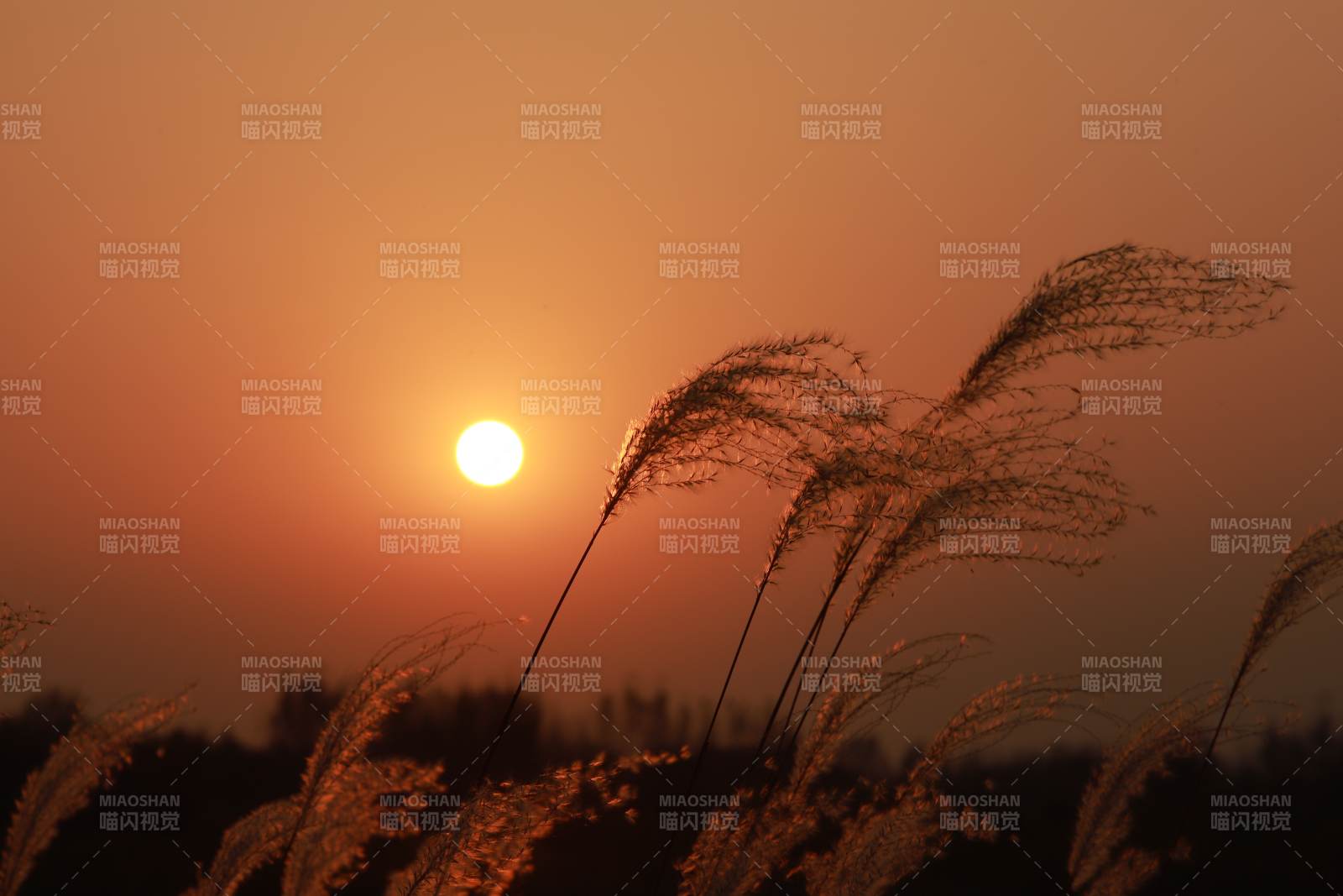夕陽下的蘆葦叢