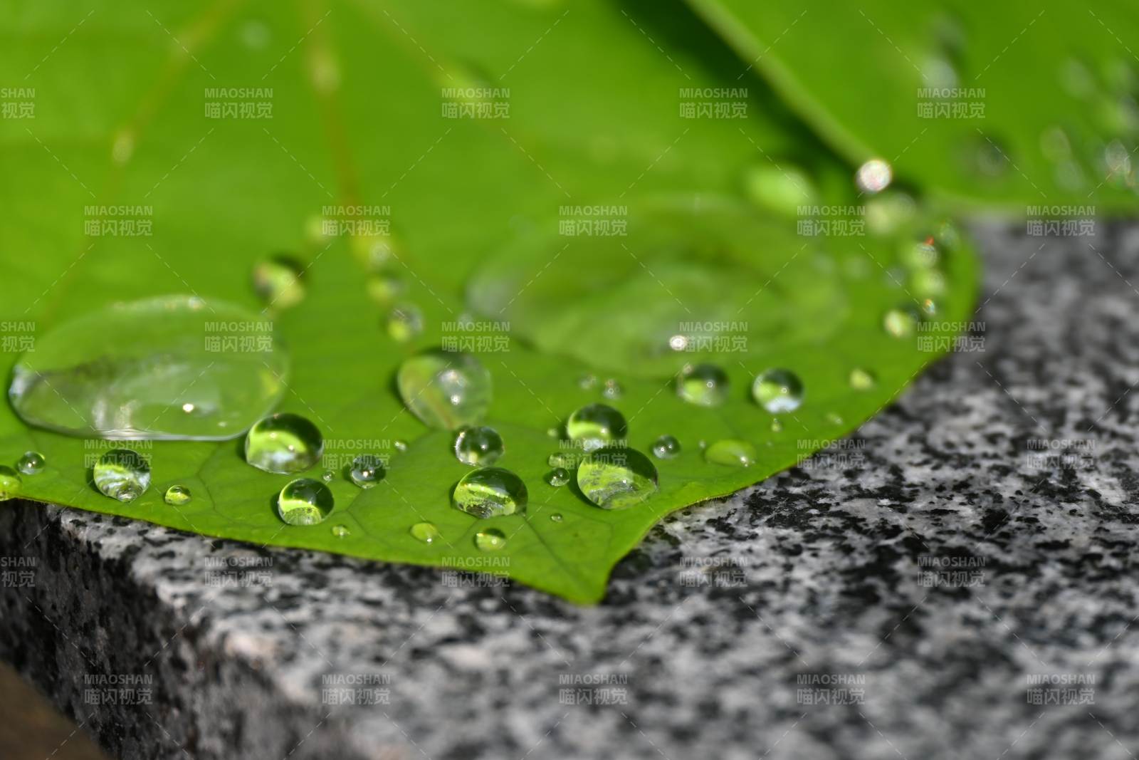 葉尖水珠晶瑩剔透
