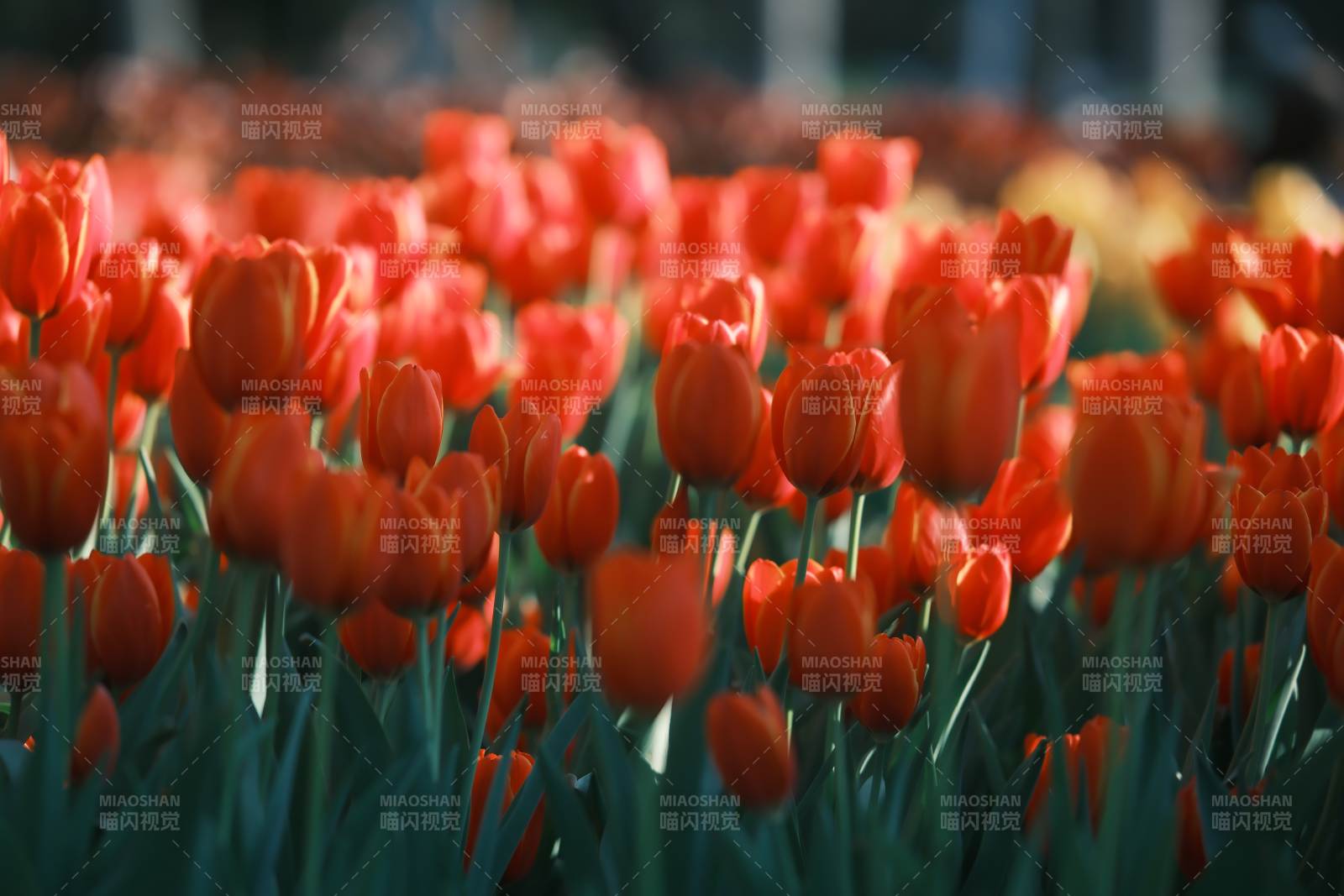 紅色郁金香花海盛開