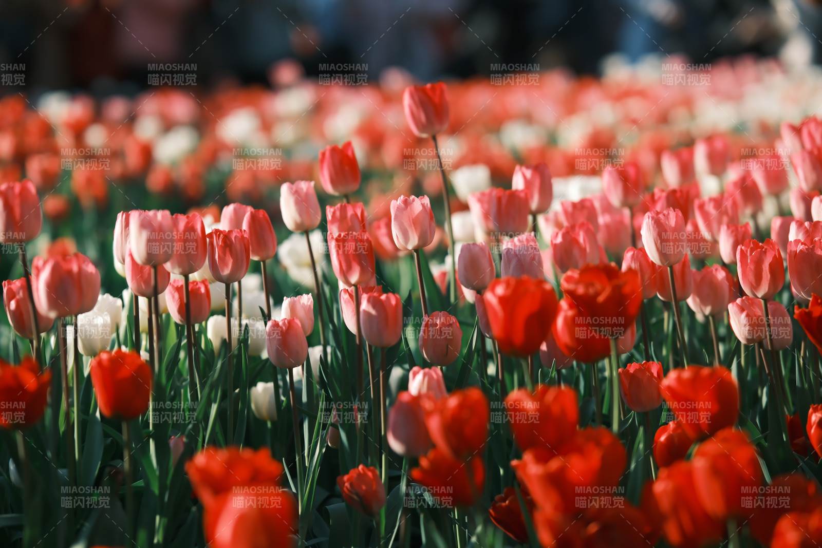 五彩斑斕的郁金香花海
